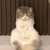 meowning_.s