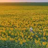 nhuquynh674_