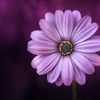 heiilov_rayy