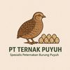 TERNAK PUYUH PETELUR