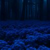 peaceful_forest0