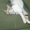 pepito200111s