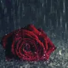 user817922206143