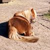 jaucpaard