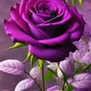 fatma.jasimo