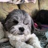 doggyman741