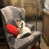 murciacatlady