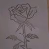 lexiwilt13