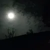 lipeolive1