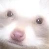 nunu_mango_bombuyah
