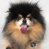 warmpets333