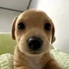manocarioca_