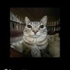 gato_fino2.1