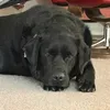 oscarwaskilled