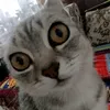 grechka_32