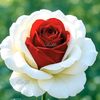 lwinphyo945