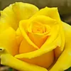 aseel.muslem7