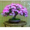 cayphoibonsai.com