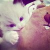 __lov3catts