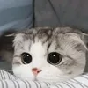 Meowed