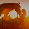 horsess46