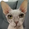 goli_popi