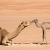 camel of sahara