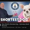 PearlWorldSmallestDog