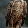hocin.slimani5