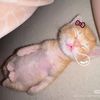hella_nawal