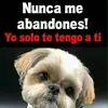 scar.rodolfo.maci