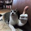doobus.mcdoob