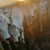 velhocapa0