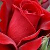 user4441188202884
