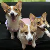pocholoporschepeaches
