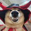Cute pets