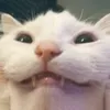 hjjixs