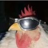 dodo07865