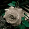 elham7301