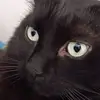 o.mesterios.gatos