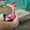 tunggahp