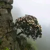 gu.qing7