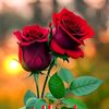 abo.yuosef202