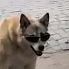 viktozelkds