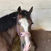 maiseyeqbackupp