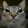 thepalliyt2