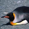 lazypenguin1