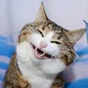 loitaohet1