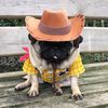 puglord9855