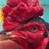 ไก่เดือยยะลา(ช่องสำรอง) ยุค90